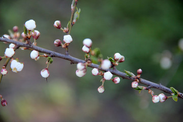 Beautiful spring flowering trees branches. Natural spring flowers background. Hd floral wallpapers for desktop.