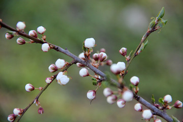 Beautiful spring flowering trees branches. Natural spring flowers background. Hd floral wallpapers for desktop.