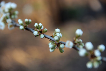 Beautiful spring flowering trees branches. Natural spring flowers background. Hd floral wallpapers for desktop.