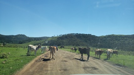 vacas, boi, campo, fazenda, natureza, vida animal