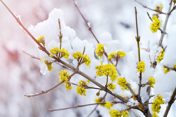 Flowering shrub during the April cold snap and snowfall in Russia