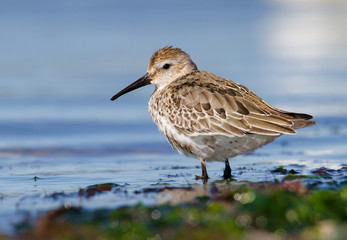 Dunlin, Calidris alpina, Standing On The Shoreline Resting Before Looking For Food. Stanpit Marsh UK