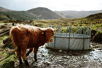 hairy coo III