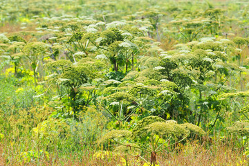 Agricultural fields overgrown with hogweed or Heracleum. Weed, toxic allergen furanocoumarin