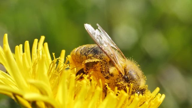 Macro close up of Bee Collecting Pollen in Yellow Flower during pollination time