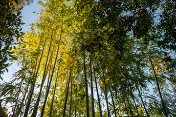 Fototapeta premium Bamboo standing tall, looking up, Japanese Tea Garden in Portland, OR