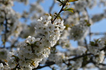 Kirschblüten