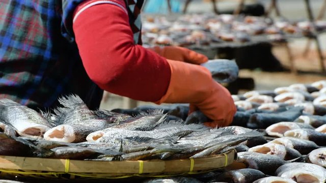 Fisherman Preparation for gourami Fish that are dried in solar fish drying plant with sun light.Salted preservation seafood raw fish fillets drying on wicker table in local market.