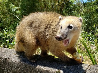 graxaim, animal selvagem, graxaim do campo, cachorro, 