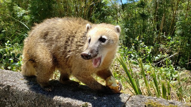 graxaim, animal selvagem, graxaim do campo, cachorro, 