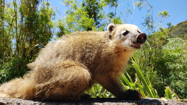 graxaim, animal selvagem, graxaim do campo, cachorro, 