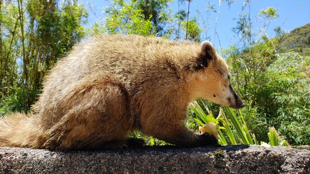 graxaim, animal selvagem, graxaim do campo, cachorro, 