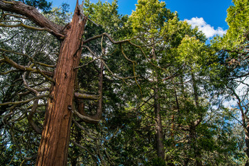 Fototapeta premium Big trees