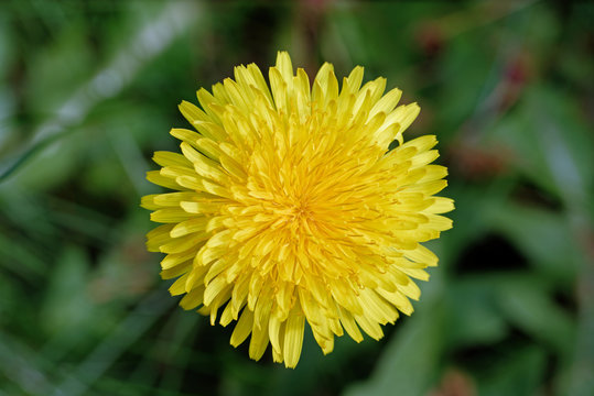 Close up, Macros image of a single Dandelion Flower