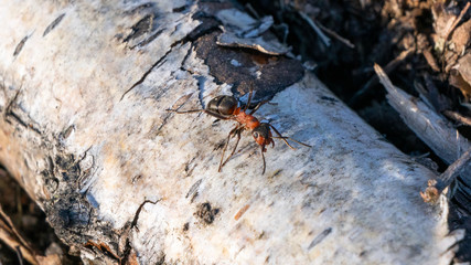 Forest ant in is natural habitat.