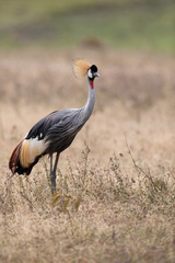 Grey Crowned Crane
