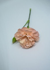 Wet flower in the studio