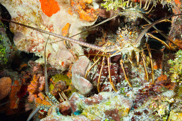 lobster on the rocks