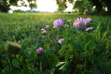clover on sunset background