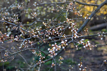 Beautiful spring flowering trees branches. Natural spring flowers background. Hd floral wallpapers for desktop.