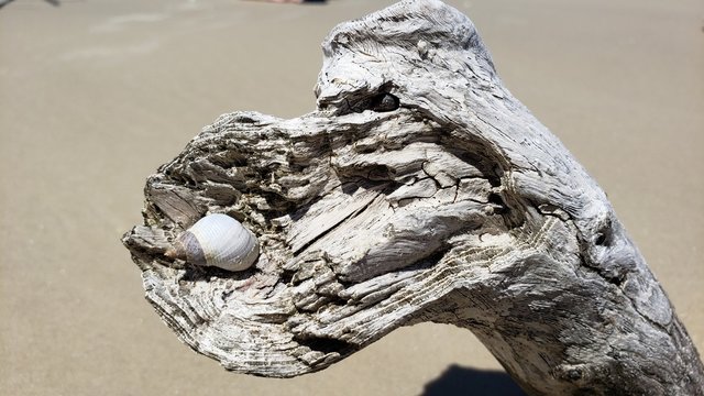 concha, lesma, tronco de &aacute;rvore, beira mar