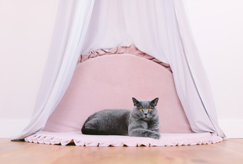 Funny noble British cat lying under baldachin, portrait © Photocreo Bednarek