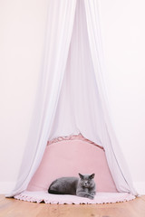 Funny noble British cat lying under baldachin and looking up proudly. © Photocreo Bednarek