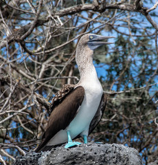 Blue-footed booby, in Galápagos, Ecuador