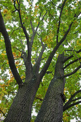 green tree with a lush crown, bottom view