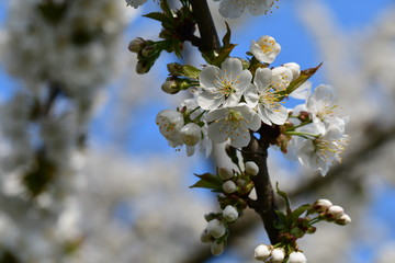 Kirschblüten