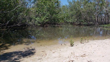 banhado, pântano, água suja, alagado