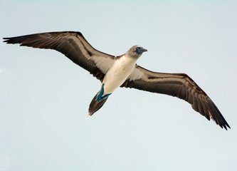 Blue-footed booby, in Galápagos, Ecuador