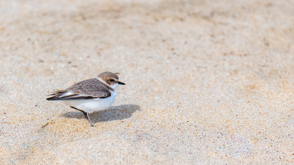 
A sanderling walking on the beach in California

