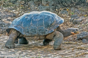 An ancient giant turtle in Galápagos, Ecuador
