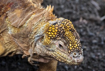 Land Iguana, Galápagos, Ecuador