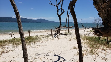 galhos secos, beira mar, praia, abandonada, árido, férias, paraíso