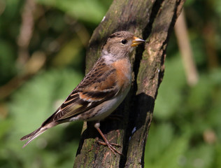A female Brambling, Fringilla montifringilla, perched on a branch showing the pink orange chest. Taken at Blashford Lakes UK