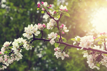 Beautiful blooming apple tree in vintage style