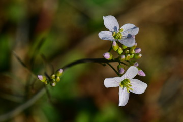 Wiesenschaumkraut