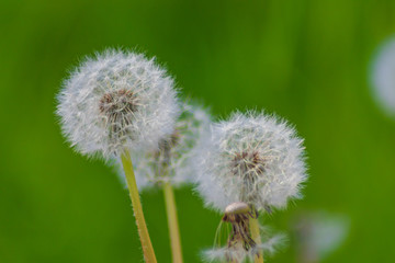 White dandelion flowers in a garden