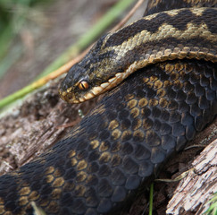 Female Adder, Vipera berus coiled up on a log resting. UK