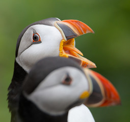 Puffins, Fratercula arctica, fighting over territory with one with bill open displaying to the...