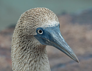 Blue-footed booby portrait, in Galápagos, Ecuador