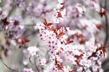Blooming pink and white cherry branches and the blue beautiful sky