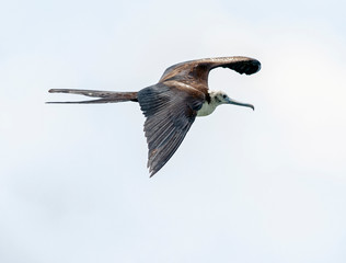 Frigate bird in flight Galápagos