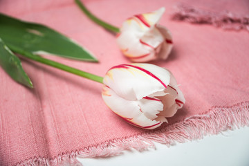 Closeup of red and white tulips bouquet on pink napkin background