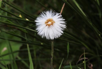 Dmuchawiec, kwiat