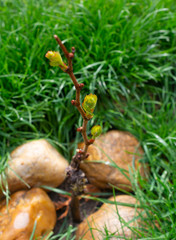 New growth budding out from young grapevine on natural green background