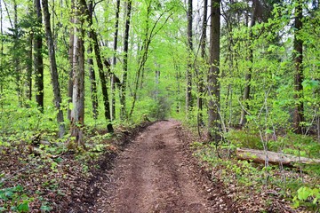 Obraz premium footpath in the forest