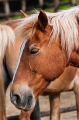 Naklejka premium brown horse portrait